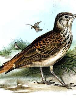 棕腰歌百灵 / Rufous-rumped Lark / Pinarocorys erythropygia