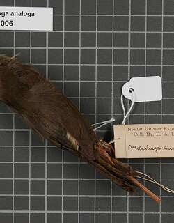 效鸣吸蜜鸟 / Mimic Honeyeater / Microptilotis analogus