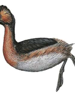 哥伦比亚䴙䴘 / Colombian Grebe / Podiceps andinus