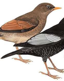 灰翅鸫 / Grey-winged Blackbird / Turdus boulboul