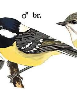 黄腹山雀 / Yellow-bellied Tit / Pardaliparus venustulus