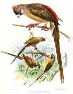 红背鼠鸟 / Red-backed Mousebird / Colius castanotus