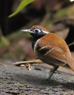 棕背蚁鸟 / Ferruginous-backed Antbird / Myrmoderus ferrugineus