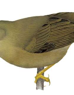 桑氏绣眼鸟 / Sanford’s White-eye / Zosterops lacertosus