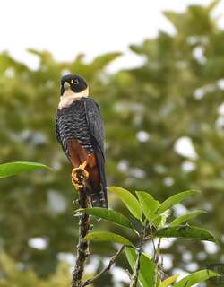 食蝠隼 / Bat Falcon / Falco rufigularis