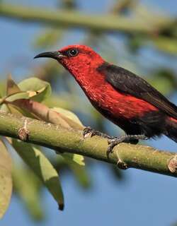深红摄蜜鸟 / Cardinal Myzomela / Myzomela cardinalis