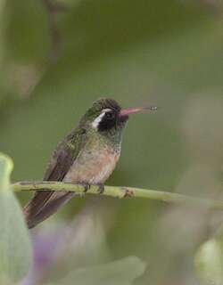 赞氏蜂鸟 / Xantus’s Hummingbird / Basilinna xantusii