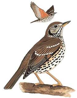 宝兴歌鸫 / Chinese Thrush / Turdus mupinensis