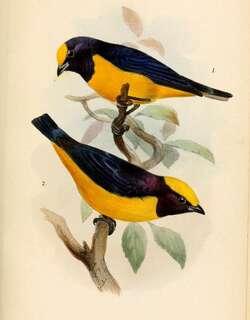 橙冠歌雀 / Orange-crowned Euphonia / Euphonia saturata