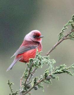 粉头虫莺 / Pink-headed Warbler / Cardellina versicolor