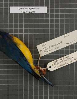 蓝背唐纳雀 / Blue-backed Tanager / Cyanicterus cyanicterus