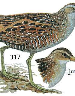 斑胸田鸡 / Spotted Crake / Porzana porzana