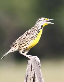 东草地鹨 / Eastern Meadowlark / Sturnella magna