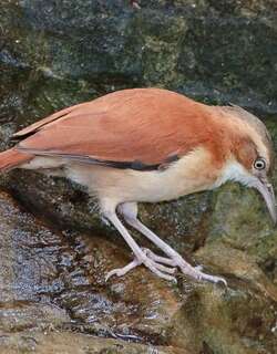 淡腿灶鸟 / Pale-legged Hornero / Furnarius leucopus