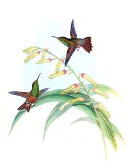 栗腹蜂鸟 / Chestnut-bellied Hummingbird / Saucerottia castaneiventris