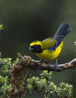 花脸山裸鼻雀 / Masked Mountain Tanager / Tephrophilus wetmorei