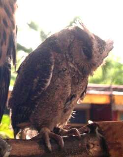 菲律宾角鸮 / Philippine Scops Owl / Otus megalotis