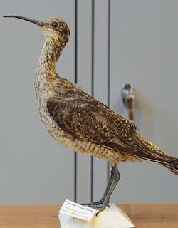 极北杓鹬 / Eskimo Curlew / Numenius borealis