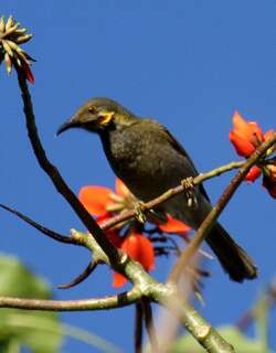 斐济肉垂吸蜜鸟 / Fiji Wattled Honeyeater / Foulehaio taviunensis