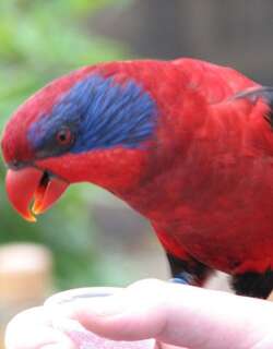 黑翅鹦鹉 / Black-winged Lory / Eos cyanogenia