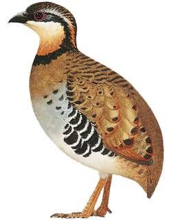 橙颈山鹧鸪 / Orange-necked Partridge / Arborophila davidi