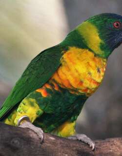 橘黄彩虹鹦鹉 / Marigold Lorikeet / Trichoglossus capistratus