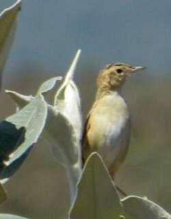 黑颈扇尾莺 / Black-backed Cisticola / Cisticola eximius