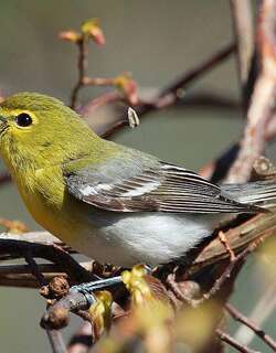 黄喉莺雀 / Yellow-throated Vireo / Vireo flavifrons
