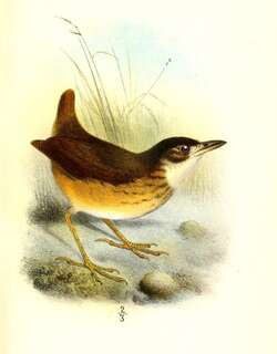 白眼先蚁鸫 / White-lored Antpitta / Hylopezus fulviventris