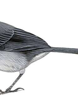 黑花脸薮雀 / Black-spectacled Brushfinch / Atlapetes melanopsis