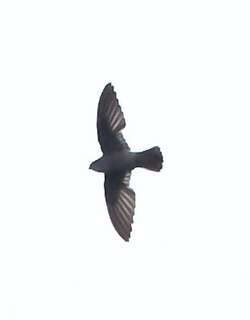 斑腰雨燕 / Band-rumped Swift / Chaetura spinicaudus
