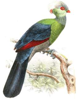 王子蕉鹃 / Ruspoli’s Turaco / Tauraco ruspolii
