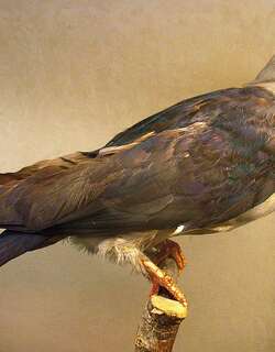 尼柯巴皇鸠 / Nicobar Imperial Pigeon / Ducula nicobarica