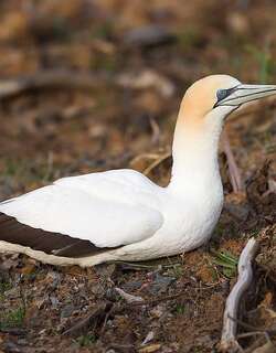 澳洲鲣鸟 / Australasian Gannet / Morus serrator