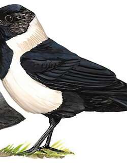 达乌里寒鸦 / Daurian Jackdaw / Coloeus dauuricus
