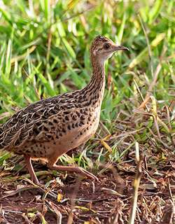 斑拟䳍 / Spotted Nothura / Nothura maculosa