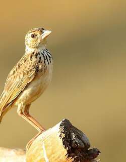 杰氏歌百灵 / Jerdon’s Bush Lark / Mirafra affinis