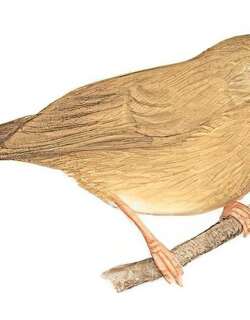 棕胸雅鹛 / Buff-breasted Babbler / Pellorneum tickelli