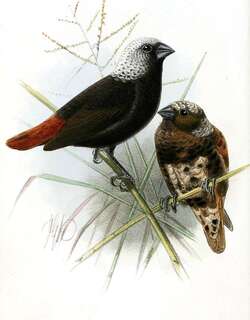 杂色文鸟 / Hunstein’s Mannikin / Lonchura hunsteini