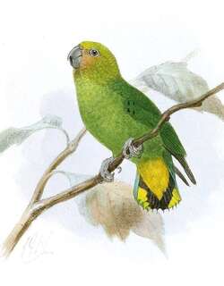 黄顶侏鹦鹉 / Yellow-capped Pygmy Parrot / Micropsitta keiensis