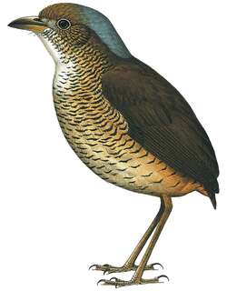 大蚁鸫 / Great Antpitta / Grallaria excelsa