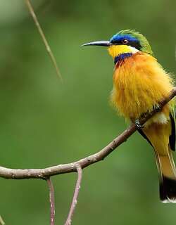 蓝胸蜂虎 / Blue-breasted Bee-eater / Merops variegatus