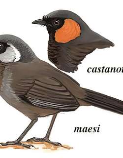褐胸噪鹛 / Grey Laughingthrush / Garrulax maesi