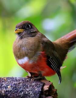 白领美洲咬鹃 / Collared Trogon / Trogon collaris