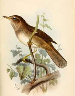 灌丛短翅莺 / Knysna Warbler / Bradypterus sylvaticus