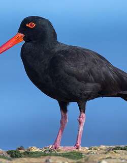 澳洲黑蛎鹬 / Sooty Oystercatcher / Haematopus fuliginosus
