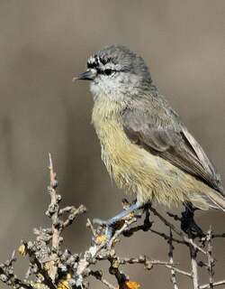 南攀雀 / Cape Penduline Tit / Anthoscopus minutus