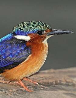 马岛翠鸟 / Malagasy Kingfisher / Corythornis vintsioides