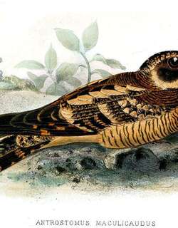 点斑尾夜鹰 / Spot-tailed Nightjar / Hydropsalis maculicaudus