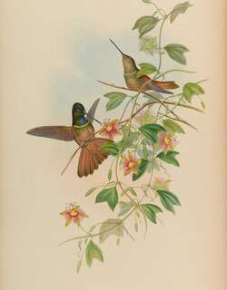 紫喉星额蜂鸟 / Violet-throated Starfrontlet / Coeligena violifer